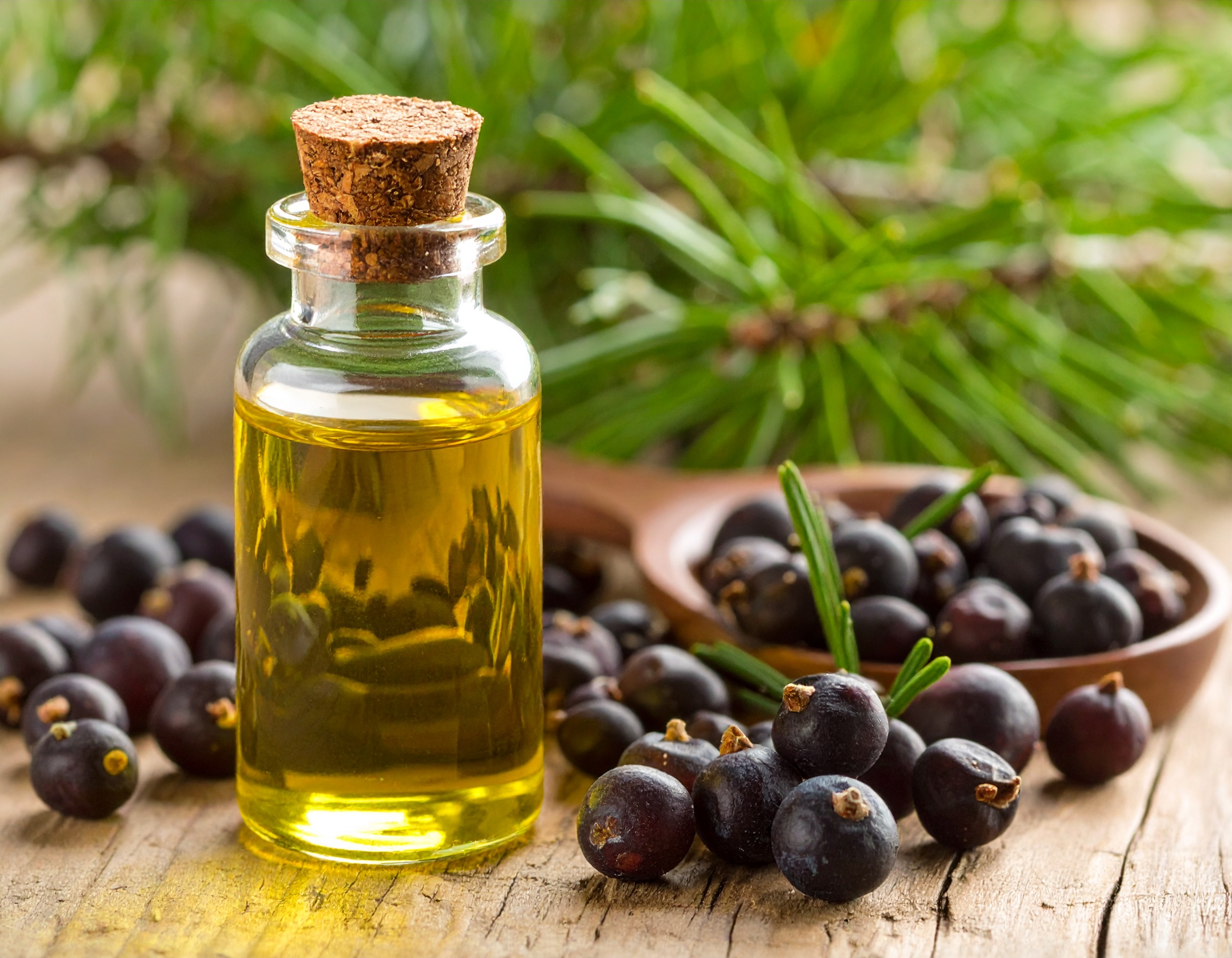 Juniper Berry Extract(Oil & Powder )